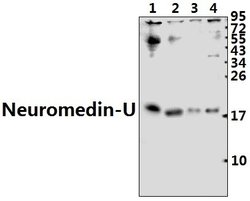 Invitrogen Neuromedin U-8 Polyclonal Antibody 100 &mu;L; Unconjugated:Antibodies,