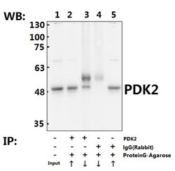 Invitrogen PDK2 Polyclonal Antibody 100 &mu;L; Unconjugated:Antibodies,