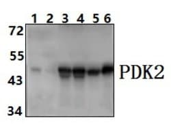 Invitrogen PDK2 Polyclonal Antibody 100 &mu;L; Unconjugated:Antibodies,