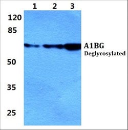 Invitrogen A1BG Polyclonal Antibody 100 &mu;L; Unconjugated:Antibodies,