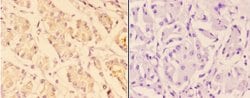 Invitrogen Arp3 Polyclonal Antibody 100 &mu;L; Unconjugated:Antibodies,