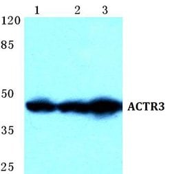 Invitrogen Arp3 Polyclonal Antibody 100 &mu;L; Unconjugated:Antibodies,