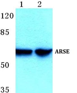Invitrogen Arylsulfatase E Polyclonal Antibody 100 &mu;L; Unconjugated:Antibodies,