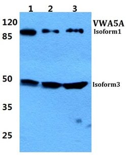 Invitrogen VWA5A Polyclonal Antibody 100 &mu;L; Unconjugated:Antibodies,