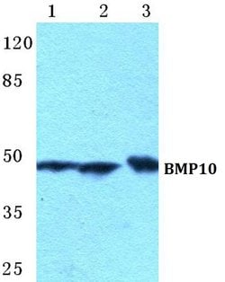 Invitrogen BMP-10 Polyclonal Antibody 100 &mu;L; Unconjugated:Antibodies,