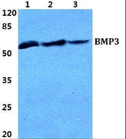 Invitrogen BMP-3 Polyclonal Antibody 100 &mu;L; Unconjugated:Antibodies,
