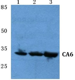 Invitrogen Carbonic Anhydrase VI Polyclonal Antibody 100 &mu;L; Unconjugated:Antibodies,