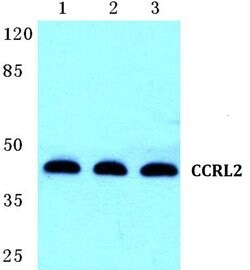 Invitrogen CCRL2 Polyclonal Antibody 100 &mu;L; Unconjugated:Antibodies,
