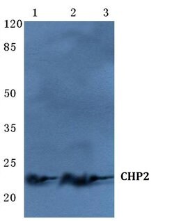 Invitrogen CHP2 Polyclonal Antibody 100 &mu;L; Unconjugated:Antibodies,