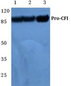 Invitrogen Complement Factor I Polyclonal Antibody 100 &mu;L; Unconjugated:Antibodies,