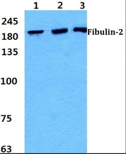 Invitrogen Fibulin 2 Polyclonal Antibody 100 &mu;L; Unconjugated:Antibodies,