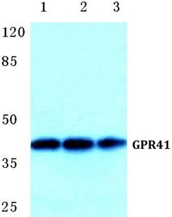 Invitrogen GPR41 Polyclonal Antibody 100 &mu;L; Unconjugated:Antibodies,