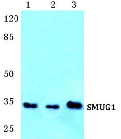 Invitrogen SMUG1 Polyclonal Antibody 100 &mu;L; Unconjugated:Antibodies,