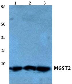 Invitrogen MGST2 Polyclonal Antibody 100 &mu;L; Unconjugated:Antibodies,