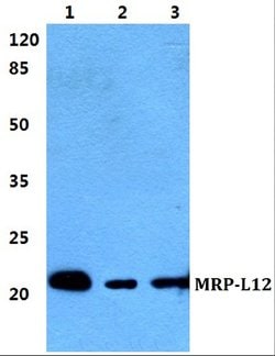 MRPL12 Polyclonal Antibody:Antibodies, Polyclonal