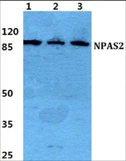 Invitrogen NPAS2 Polyclonal Antibody 100 &mu;L; Unconjugated:Antibodies,