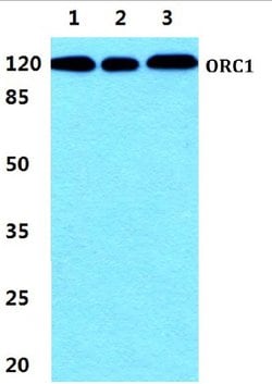 Invitrogen ORC1 Polyclonal Antibody 100 &mu;L; Unconjugated:Antibodies,