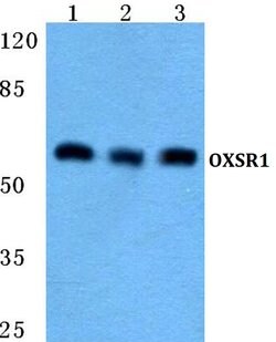 Invitrogen OXSR1 Polyclonal Antibody 100 &mu;L | Buy Online | Invitrogen&trade; | Fisher Scientific