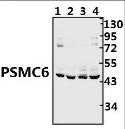 Invitrogen PSMC6 Polyclonal Antibody 100 &mu;L; Unconjugated:Antibodies,