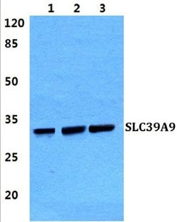 Invitrogen SLC39A9 Polyclonal Antibody 100 &mu;L; Unconjugated:Antibodies,