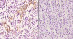 Invitrogen RGS10 Polyclonal Antibody 100 &mu;L; Unconjugated:Antibodies,
