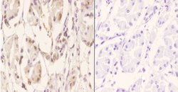 Invitrogen RGS10 Polyclonal Antibody 100 &mu;L; Unconjugated:Antibodies,