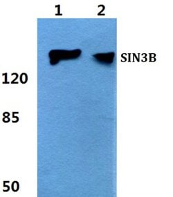Invitrogen SIN3B Polyclonal Antibody 100 &mu;L; Unconjugated:Antibodies,
