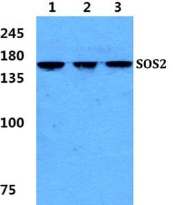 Invitrogen SOS2 Polyclonal Antibody 100 &mu;L; Unconjugated:Antibodies,