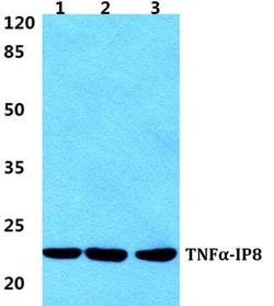 Invitrogen TNFAIP8 Polyclonal Antibody 100 &mu;L; Unconjugated:Antibodies,