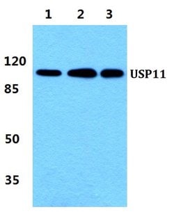 Invitrogen USP11 Polyclonal Antibody 100 &mu;L; Unconjugated:Antibodies,