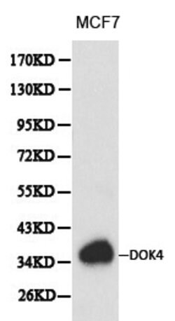 Invitrogen DOK4 Polyclonal Antibody 100 &mu;L | Buy Online | Invitrogen&trade; | Fisher Scientific