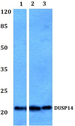 Invitrogen DUSP14 Polyclonal Antibody 100 &mu;L; Unconjugated:Antibodies,