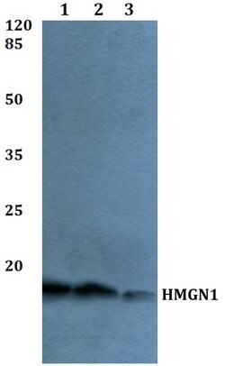 Invitrogen HMGN1 Polyclonal Antibody 100 &mu;L; Unconjugated:Antibodies,