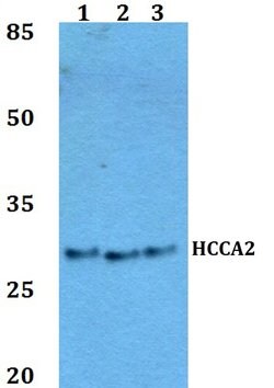 Invitrogen MOB2 Polyclonal Antibody 100 &mu;L; Unconjugated:Antibodies,