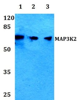 Invitrogen MEKK2 Polyclonal Antibody 100 &mu;L | Buy Online | Invitrogen&trade; | Fisher Scientific