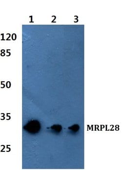 Invitrogen MRPL28 Polyclonal Antibody 100 &mu;L; Unconjugated:Antibodies,