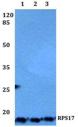 RPS17 Polyclonal Antibody:Antibodies, Polyclonal