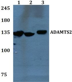 Invitrogen ADAMTS2 Polyclonal Antibody 100 &mu;L; Unconjugated:Antibodies,