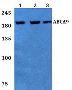 Invitrogen ABCA9 Polyclonal Antibody 100 &mu;L; Unconjugated:Antibodies,