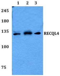 Invitrogen RECQ4 Polyclonal Antibody 100 &mu;L; Unconjugated:Antibodies,