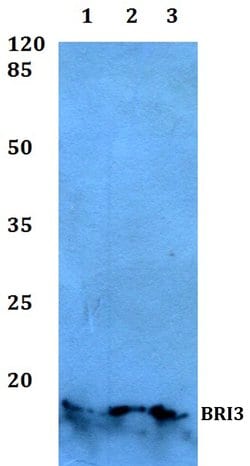 BRI3 Polyclonal Antibody, Invitrogen 100 &mu;L; Unconjugated:Antibodies,