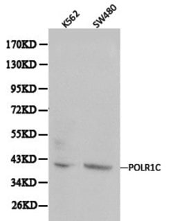 Invitrogen POLR1C Polyclonal Antibody 100 &mu;L; Unconjugated:Antibodies,