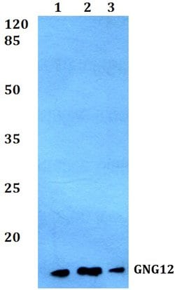 Invitrogen Gng12 Polyclonal Antibody 100 &mu;L; Unconjugated:Antibodies,