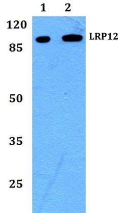 Invitrogen LRP12 Polyclonal Antibody 100 &mu;L; Unconjugated:Antibodies,