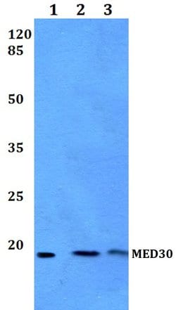 Invitrogen MED30 Polyclonal Antibody 100 &mu;L; Unconjugated:Antibodies,