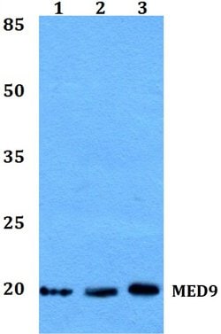 Invitrogen MED9 Polyclonal Antibody 100 &mu;L; Unconjugated:Antibodies,