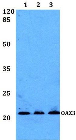 Invitrogen OAZ3 Polyclonal Antibody 100 &mu;L; Unconjugated:Antibodies,