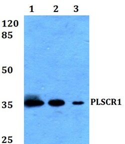 Invitrogen PLSCR1 Polyclonal Antibody 100 &mu;L; Unconjugated:Antibodies,