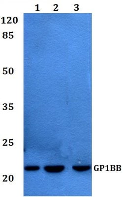 Invitrogen GP1BB Polyclonal Antibody 100 &mu;L; Unconjugated:Antibodies,