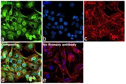 Invitrogen CARD8 Polyclonal Antibody 100 &mu;L; Unconjugated:Antibodies,